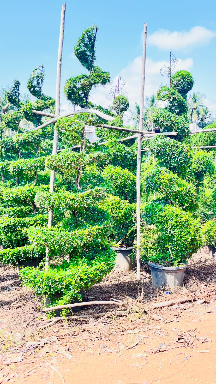 Exotic Palms Collection